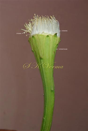 Flower (Opened)